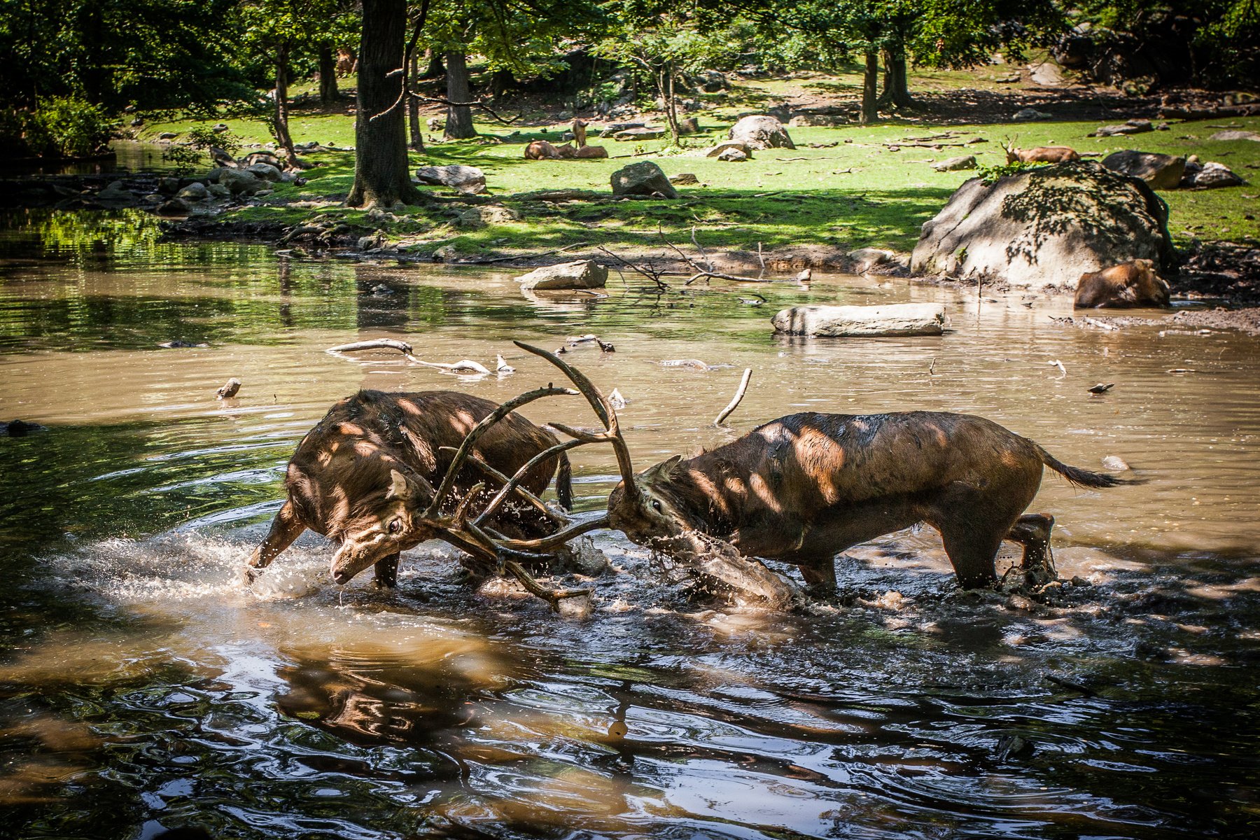Deer Fight